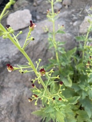 Scrophularia desertorum