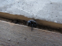 Xylocopa splendidula