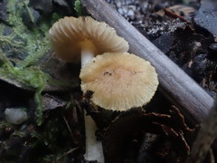 Inocybe exigua