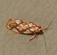 Lactura panopsia