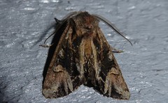 Ichneutica skelloni