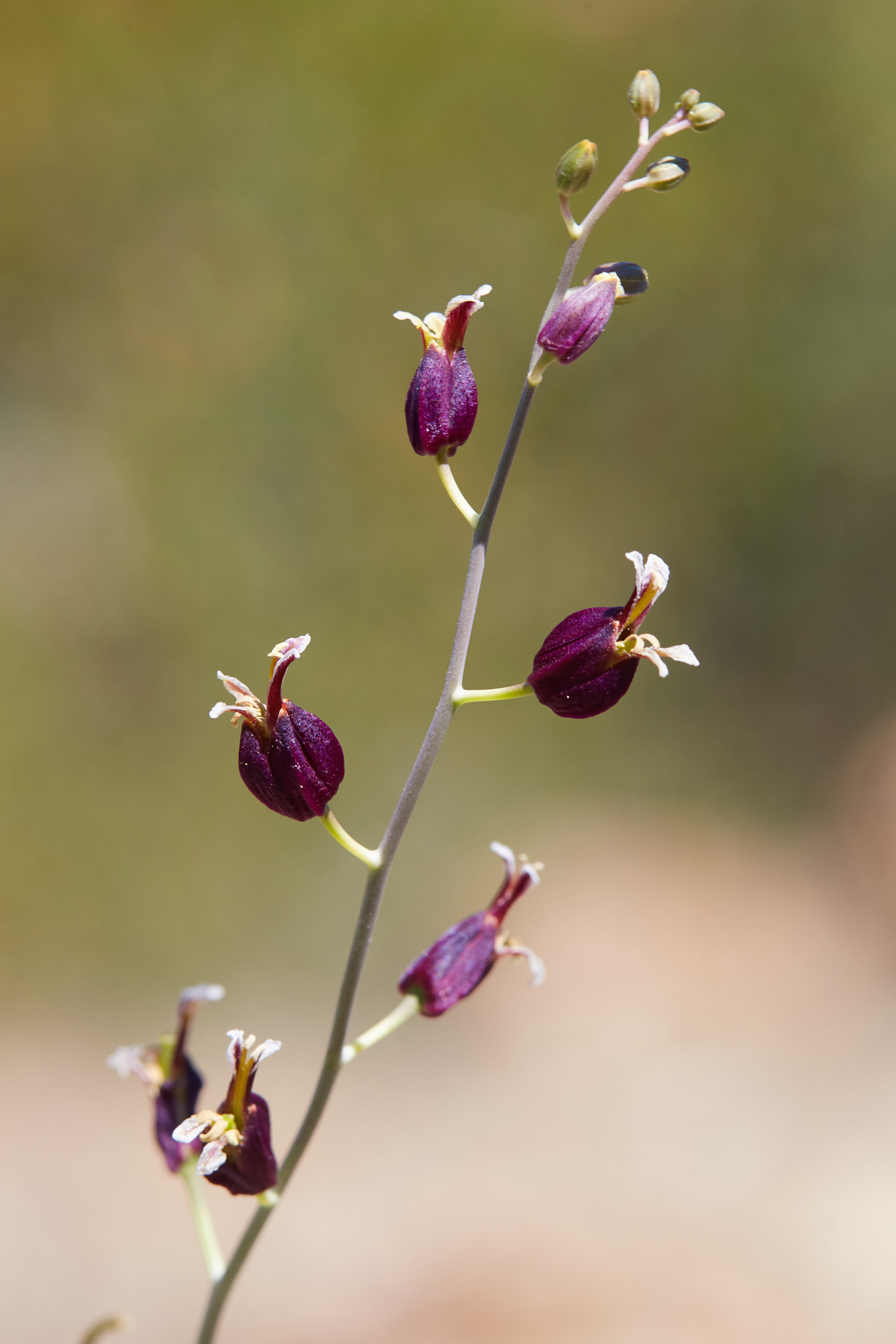 Streptanthus glandulosus