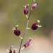 Streptanthus glandulosus - Photo (c) Ken-ichi Ueda,  זכויות יוצרים חלקיות (CC BY), הועלה על ידי Ken-ichi Ueda
