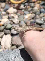 Sceloporus occidentalis