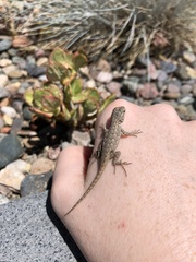 Sceloporus occidentalis