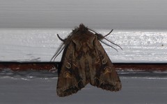 Ichneutica skelloni