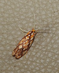 Lactura panopsia