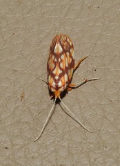 Lactura panopsia