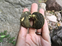 Tabernaemontana tomentosa