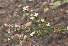 Cyanothamnus anemonifolius