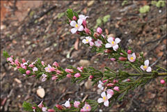 Cyanothamnus anemonifolius