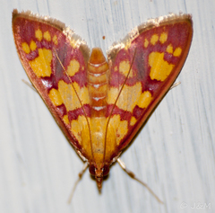 Stenochora lancinalis