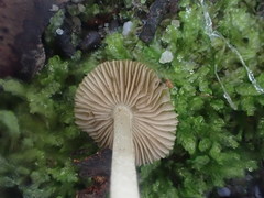 Inocybe exigua