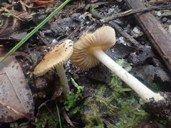 Inocybe exigua