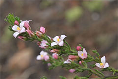Cyanothamnus anemonifolius