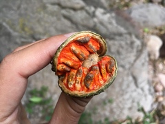 Tabernaemontana tomentosa