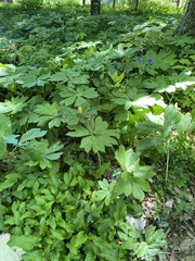 Podophyllum