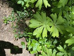 Podophyllum