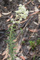 Astrotricha parvifolia