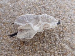 Adeonellopsis