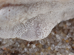 Adeonellopsis