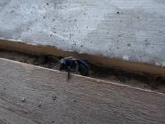 Xylocopa splendidula