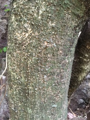 Tabernaemontana tomentosa