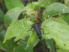 Epicauta mannerheimi