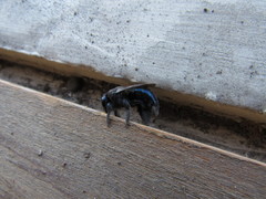 Xylocopa splendidula