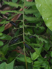 Epicauta mannerheimi