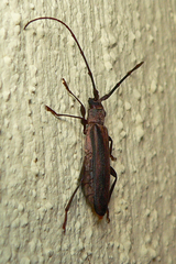 Xystrocera dispar