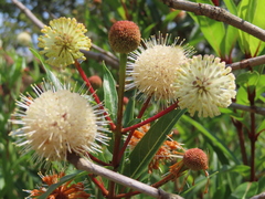 Cephalanthus salicifolius