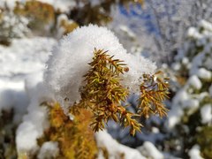 Juniperus communis