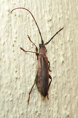 Xystrocera dispar