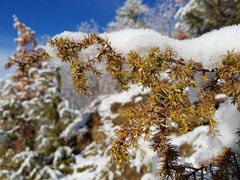 Juniperus communis