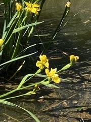 Iris pseudacorus