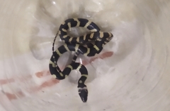 Oxyrhopus petolarius
