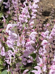 Stachys