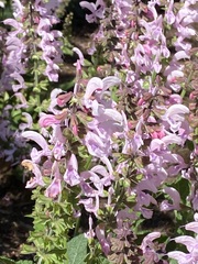 Stachys