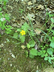 Chrysogonum