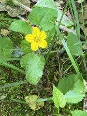 Chrysogonum