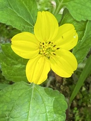 Chrysogonum