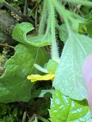 Chrysogonum