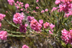 Erica corifolia