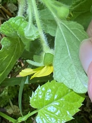 Chrysogonum