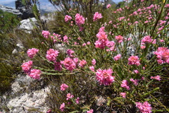 Erica corifolia
