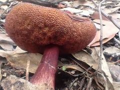 Boletus tasmanicus