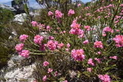 Erica corifolia