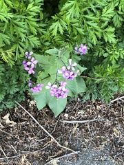 Lunaria