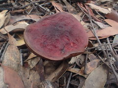 Boletus tasmanicus